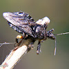 Bee assassin bug