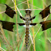 Common Whitetail Dragonfly -Immature Male