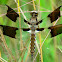 Common Whitetail Dragonfly -Immature Male