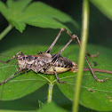 Large, unidentified cricket
