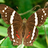 Banded Peacock Butterfly