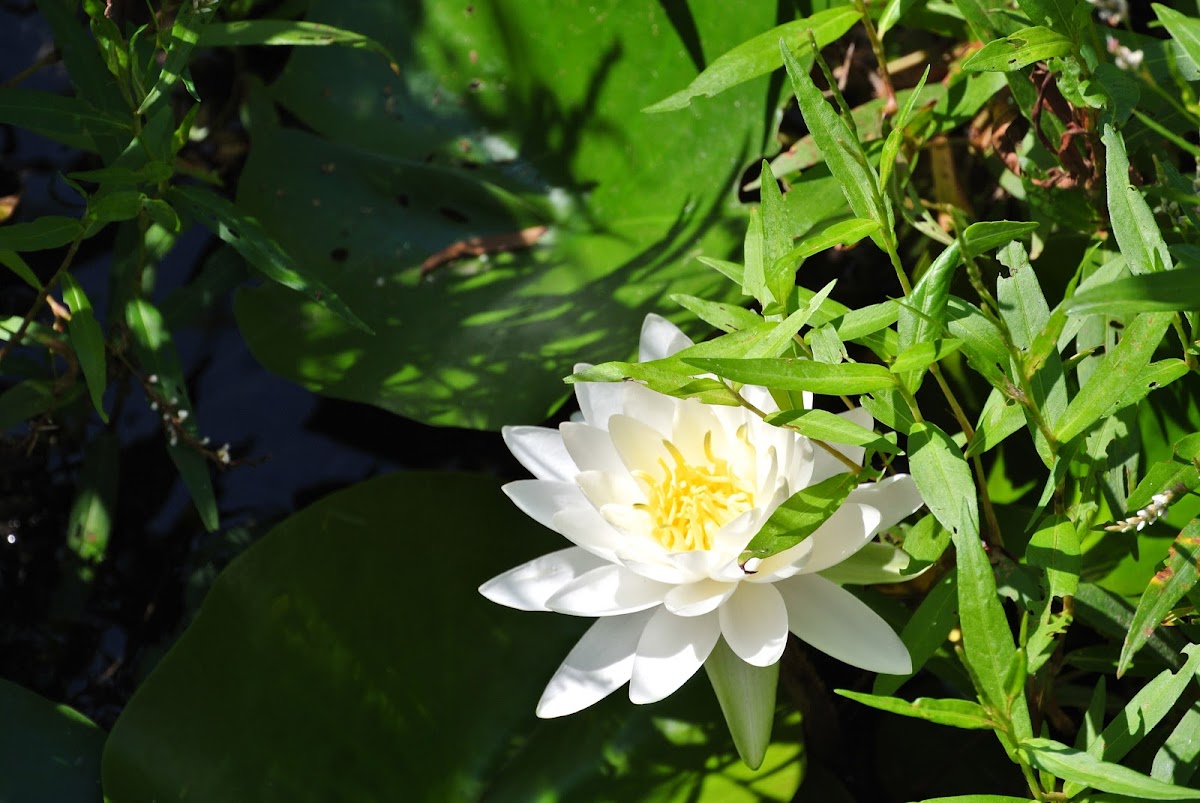American White Waterlily