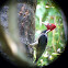 Pale-billed Woodpecker