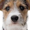 My Pet Record logo