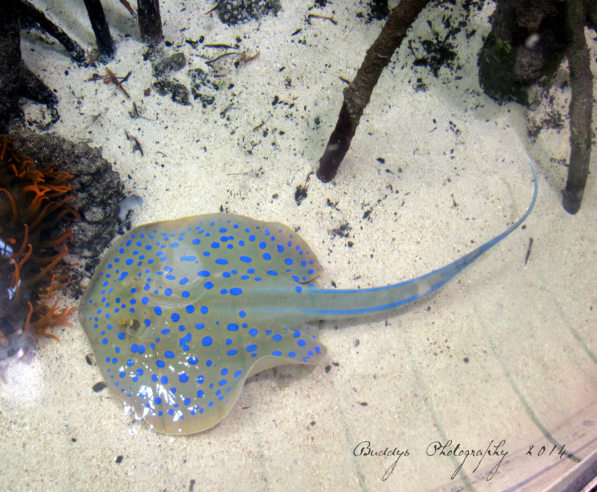 Blue Spotted Ribbontail Ray
