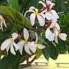 Frangipani