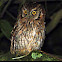 Tropical screech-owl (corujinha-do-mato)