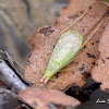 Tree cricket