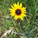 Stiff Sunflower