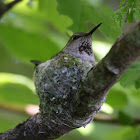 Anna's Hummingbird - In Nest