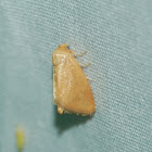 Red-crossed Button Slug Moth