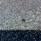 Red Velvet Ant (wasp)