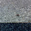 Red Velvet Ant (wasp)
