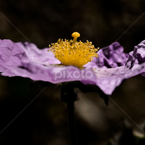 laden turkey by Ahmet Güler - Flowers Flowers 2011-2013