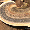 Turkey Tail