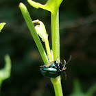 Leaf beetles in copulation