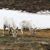 Svalbard reindeer (female & calf)