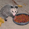 North American Opossum, juvenile