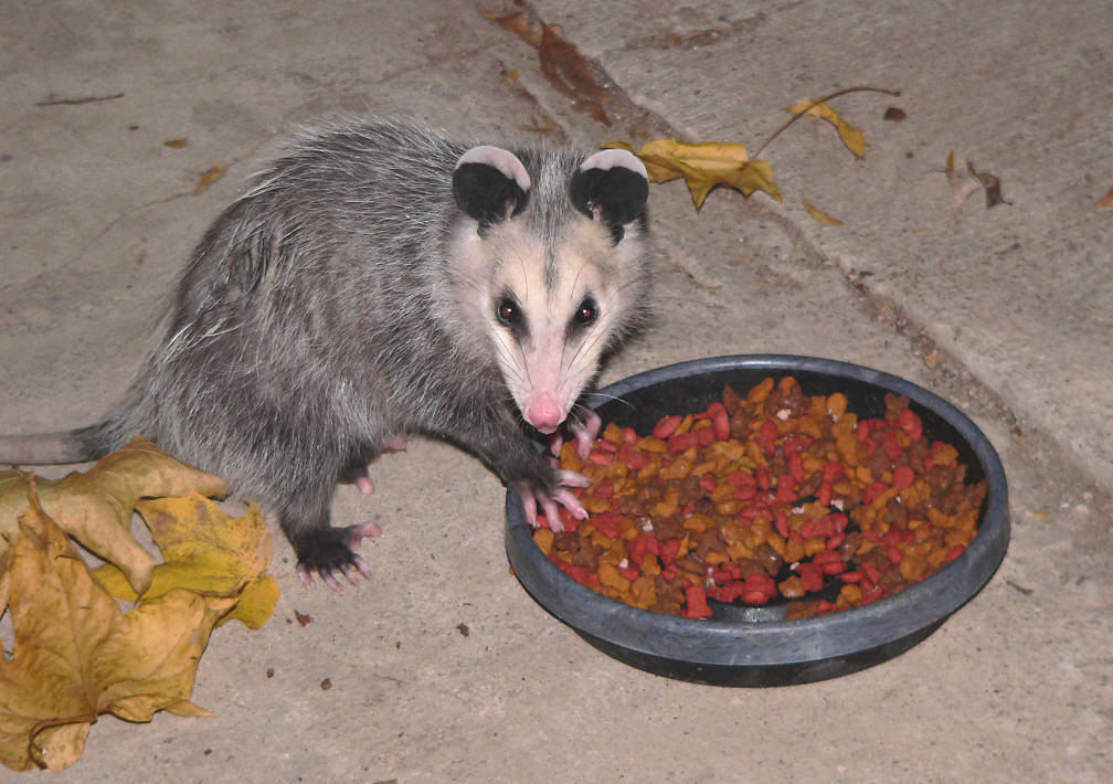 North American Opossum, juvenile