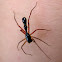 Ant-mimic Sac Spider