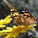 Australian Painted Lady Butterfly