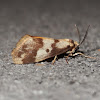 Choc vanilla moth (♂)