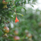 Dwarf Pomegranate