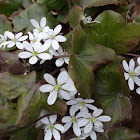 Hepatica - Round lobed, white flowers(spring)