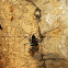 Cave scorpion
