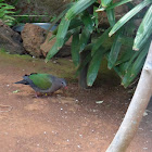 Green-winged Dove