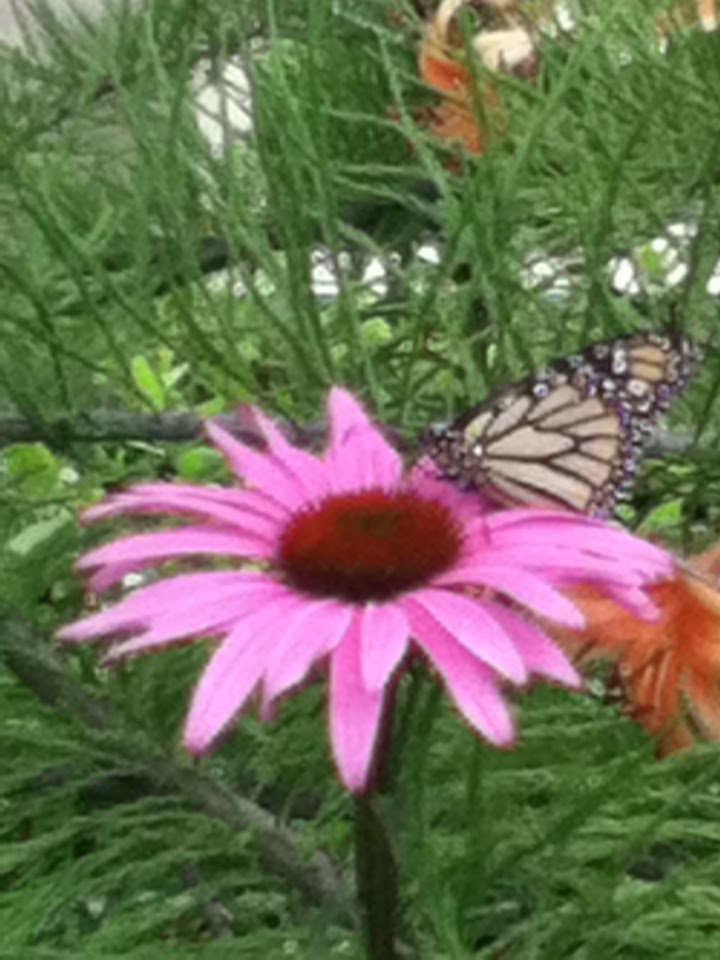 Cone Flower Project Noah