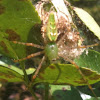 Green lynx spider