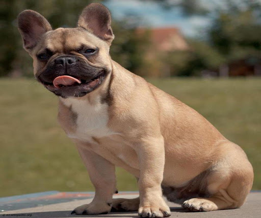 French Bulldog Live Wallpaper