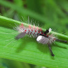 Tussock Moth larva