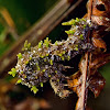 Lichen caterpillar