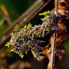 Lichen caterpillar