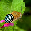 Blue Banded Digger Bee