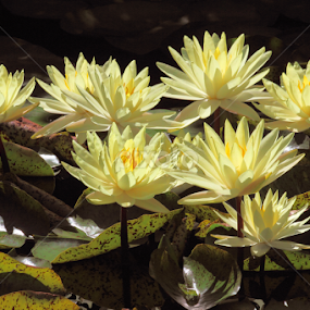 Water Garden by Sandra Blair - Flowers Flower Gardens