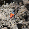 Hemiptera nymph