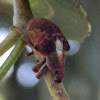 Eucalyptus Weevil