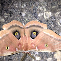 Polyphemus Moth