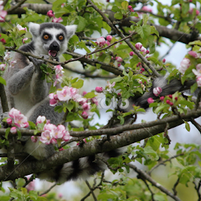 Ring tailed Lemur by Miriam Haas - Animals Other Mammals