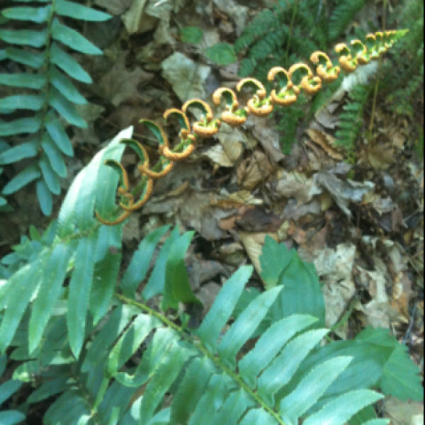 Christmas fern Project Noah
