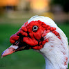 Muscovy Duck