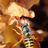 Tree Wasp; Avispa del Bosque
