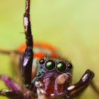 Jumping Spider