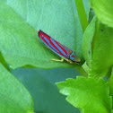 Scarlet-and-green Leafhopper