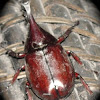 Rhino Beetle