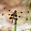 Yellow-striped Flutterer Dragonfly