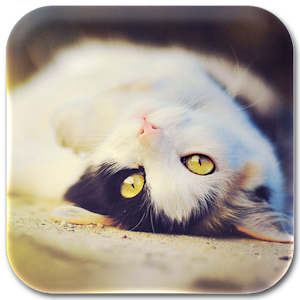 Cat lock & wallpaper.apk 1.0